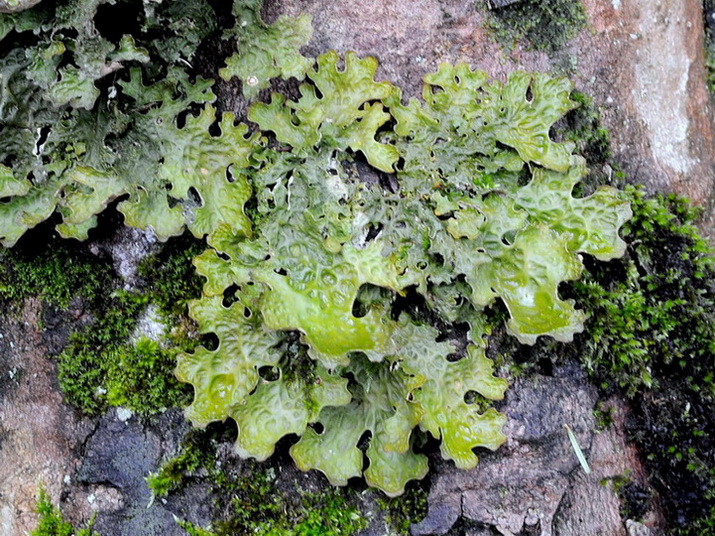Licheni di Vallombrosa